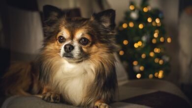 Long Hair Chihuahua