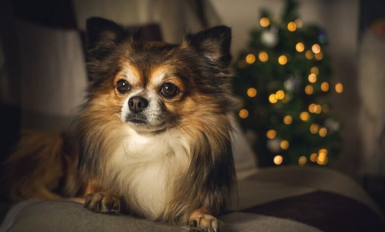 Long Hair Chihuahua