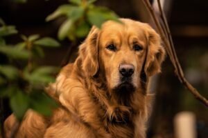 dog, breed, golden retriever