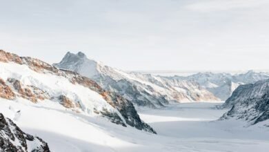 Snow Caps Weed